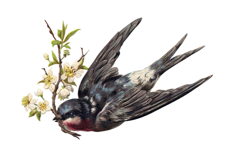 No10EH-swallow_2